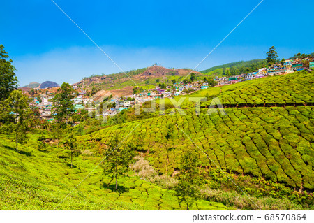 Tea plantation nature background landscape Tea plantation nature background landscape 68570864