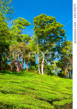 Tea plantation nature background landscape Tea plantation nature background landscape 68570875