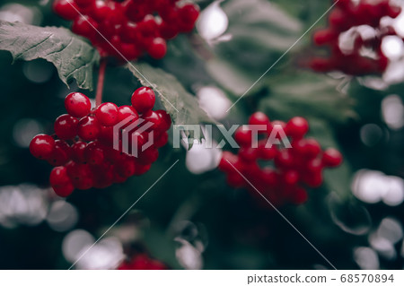 Cluster of Viburnum natural background Cluster of Viburnum natural background 68570894