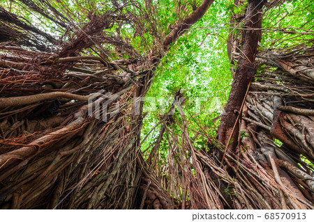 Big banyan tree in India 68570913