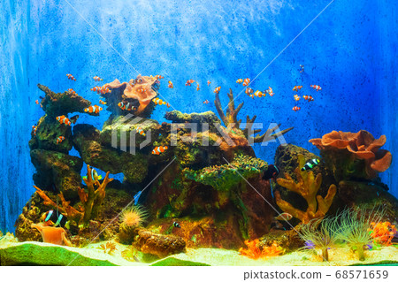Underwater coral reef aquarium landscape Underwater coral reef aquarium landscape 68571659