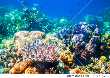 Underwater coral reef tropical landscape Underwater coral reef tropical landscape 68571675