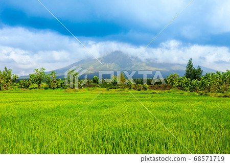 Rice field and Mayon Volcano, Legazpi 68571719