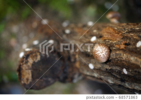 Healthy food, shiitake, mushroom cultivation 68571863