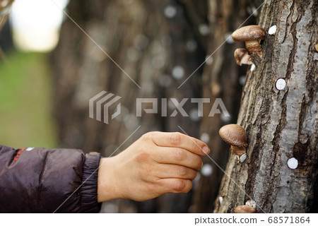 農民收香菇 68571864