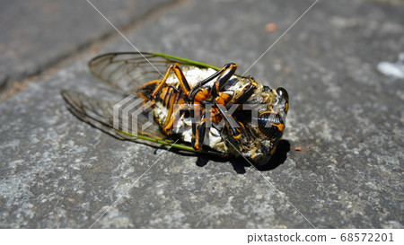 Breathless cicada lying on the ground (end of summer) Breathless cicada lying on the ground (end of summer) 68572201