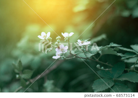 Young blackberry bush blooming in the sunlight in the garden Young blackberry bush blooming in the sunlight in the garden 68573114
