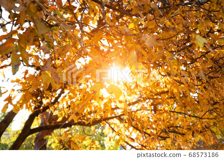 Beautiful autumn leaves trees on the sun in the park 68573186