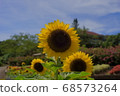 Sun flower blooming in summer 68573264