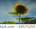 Blue sky and sunflower flowers 68573265