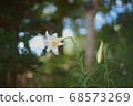 White lily flowers 68573269