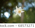 White lily flowers 68573271