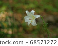 White lily flowers 68573272