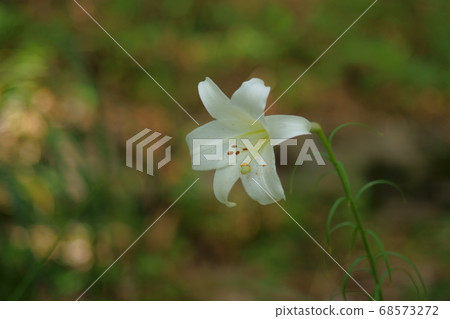 White lily flowers White lily flowers 68573272