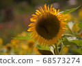 Sunflower flowers 68573274