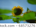 Blue sky and sunflower flowers 68573276
