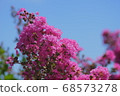 Blue sky and crape myrtle flowers 68573278