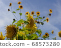 Sun flower blooming in summer 68573280