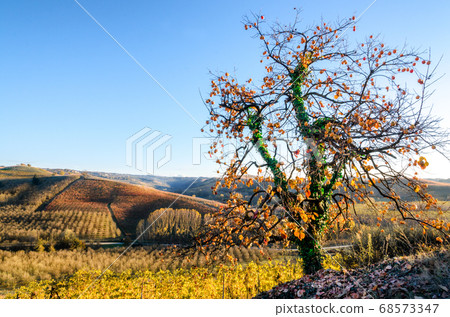 Tree and vineyard of Langhe Tree and vineyard of Langhe 68573347