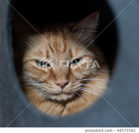 喜歡狹窄空間的貓,茶花貓 喜歡狹窄空間的貓,茶花貓 68573562