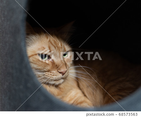 喜歡狹窄空間的貓，茶花貓 68573563