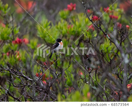 野鳥大雄♂ 野鳥大雄♂ 68573564