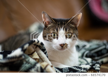 A cat staring at a pheasant cat 68574170