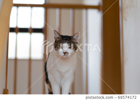 盯著野雞的貓 68574172