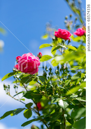 Rose flower blooming in summer rose garden 68574336