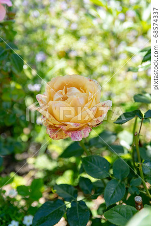 玫瑰花朵盛開在夏天玫瑰花園 68574337