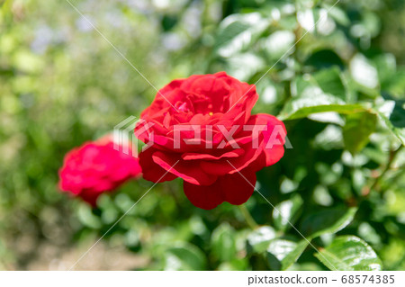 Rose flower blooming in summer rose garden 68574385