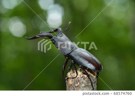 2020 08 18 Saw beetle Sapporo 68574760