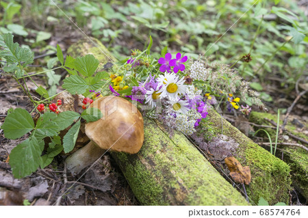 Forest still life, summer bouquet of flowers, mushrooms and berries, lying on the fallen tree trunks covered with moss Forest still life, summer bouquet of flowers, mushrooms and berries, lying on the fallen tree trunks covered with moss 68574764
