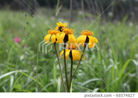 Malvada Kefuki 68574827