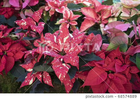 Christmas poinsettia flower, unique shades, holiday plants, view from above. Festive Christmas background 68574889