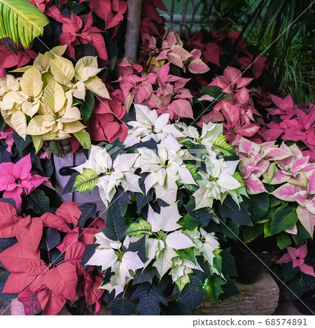 Multi-colored christmas star, poinsettia, Euphorbia Pulcherrima. Selective focus. Festive background for design. Festive Christmas. Winter holiday 68574891