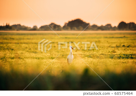 Adult European White Stork Ciconia Ciconia In Summer Meadow Lit By Sunset Sunlight. Wild Bird In Sunny Evening In Belarus 68575464
