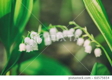 Lily of the valley 68575654