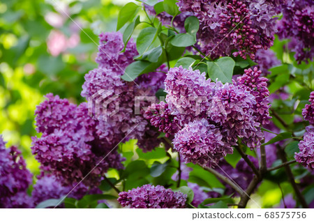Spring lilac flowers Spring lilac flowers 68575756