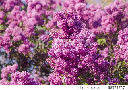 Spring lilac flowers 68575757