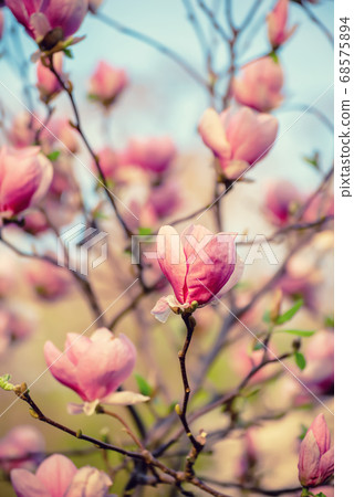 Magnolia spring flowers Magnolia spring flowers 68575894