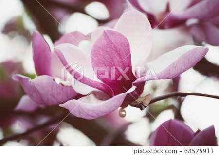 Magnolia spring flowers 68575911