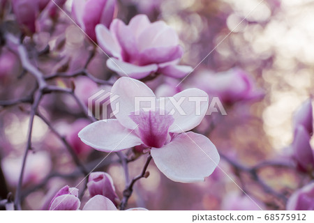 Magnolia spring flowers 68575912
