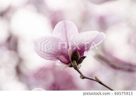Magnolia spring flowers Magnolia spring flowers 68575913