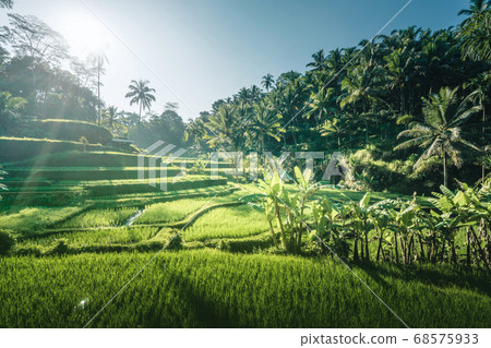 Tegalalang rice terrace, Bali, Indonesia 68575933