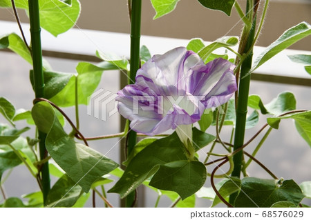 開花的牽牛花 68576029