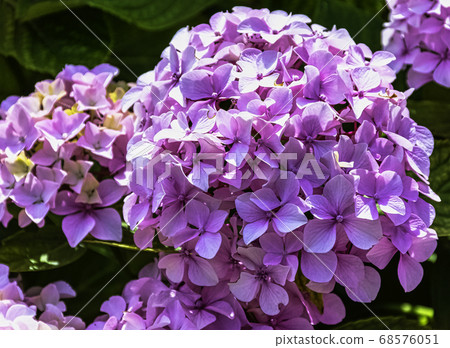 Hydrangea macrophylla known as bigleaf, French or mophead hydrangea, penny mac and hortensia 68576051