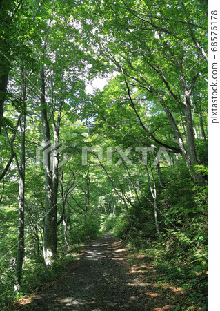 森林公路 68576178