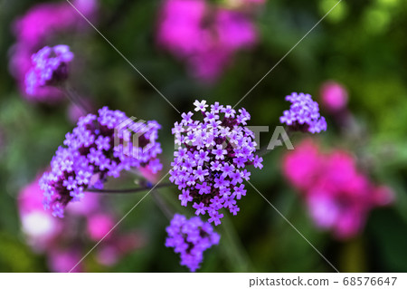 Verbena brasiliensis known as Brazilian verbena or Brazilian vervain 68576647