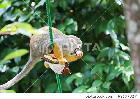 Squirrel monkey eating sweets Squirrel monkey eating sweets 68577327